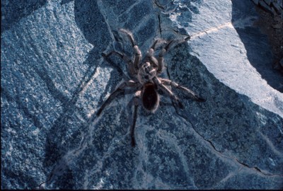 Bat6_019.jpg